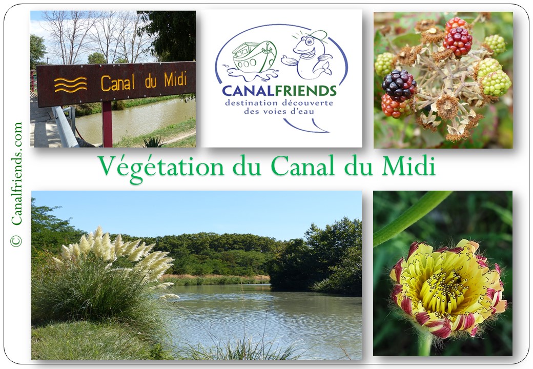Guide Végétation du Canal du MidiCanalfriends.com